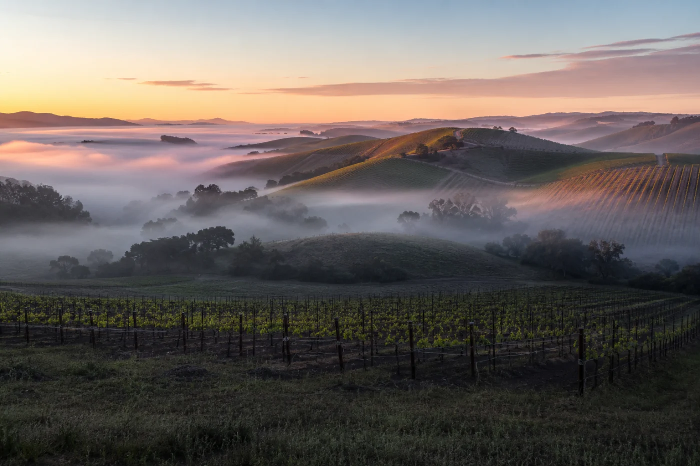 Sta. Rita Hills vineyards in morning fog — Pinot Noir wine tour chauffeur